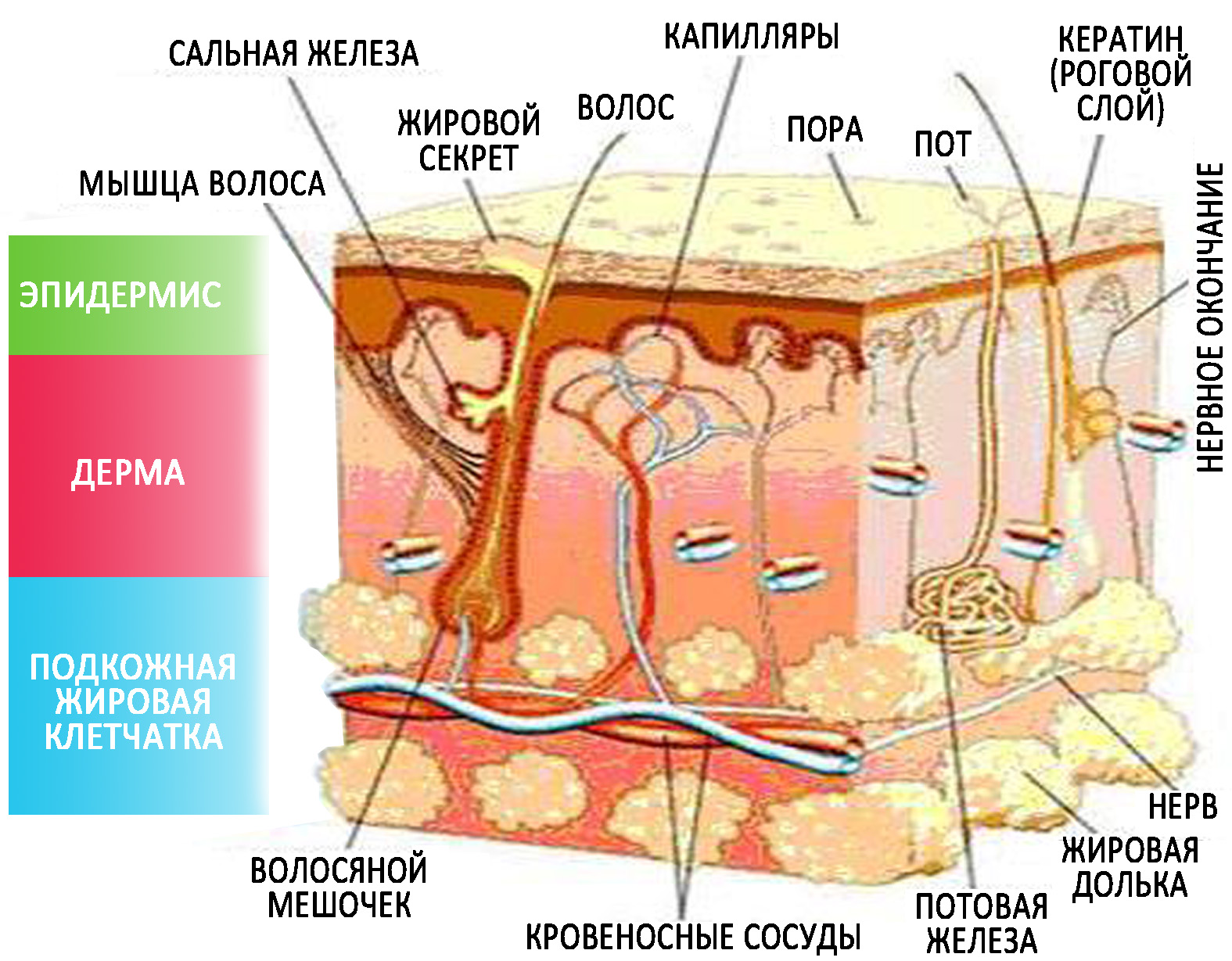 Анатомическое строение кожи эпидермис дерма